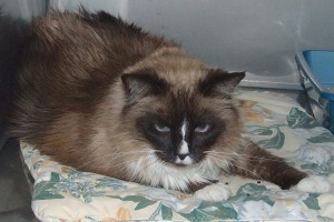 Picture of Mello
