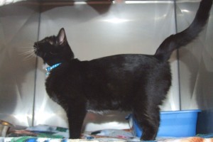 Picture of Mouse