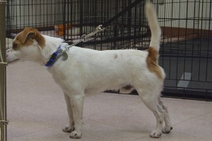 Picture of Oscar