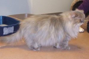 Picture of Peaches