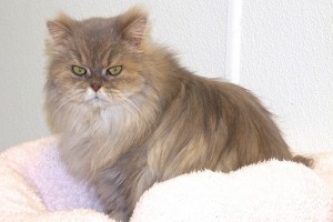 Picture of Peaches