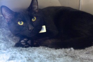 Picture of Pera