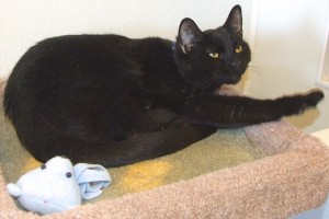 Picture of Pera