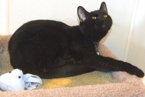 Picture of Pera