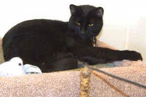 Picture of Pera