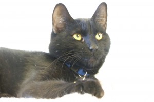 Picture of Pera