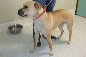 Picture of Polly