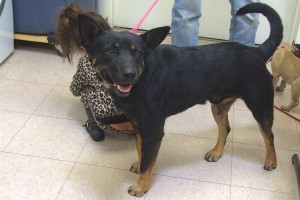 Picture of Rascal