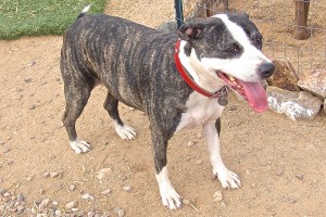 Picture of Roxie Sue
