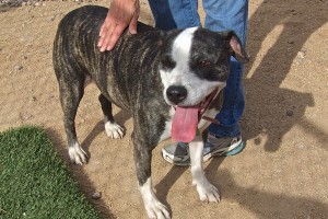 Picture of Roxie Sue