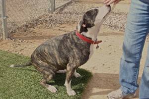 Picture of Roxie Sue