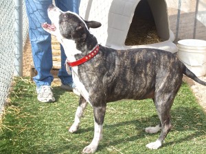 Picture of Roxie Sue
