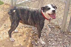 Picture of Roxie Sue