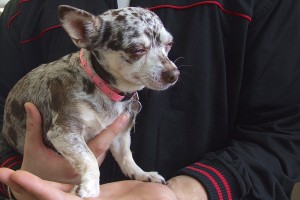 Picture of Roxy