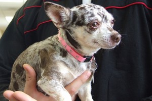 Picture of Roxy