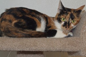 Picture of Callie