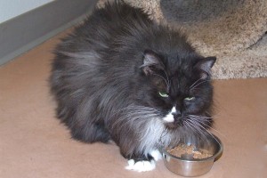 Picture of Sadie