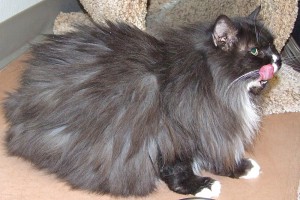 Picture of Sadie