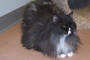Picture of Sadie