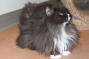Picture of Sadie