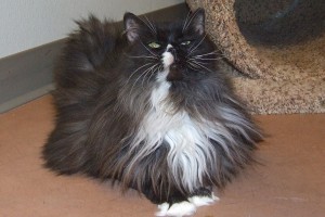Picture of Sadie