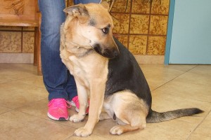 Picture of Sheila
