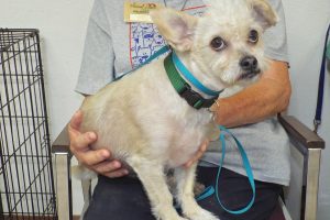 Picture of Toby