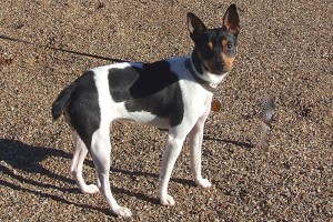 Picture of Vaquito