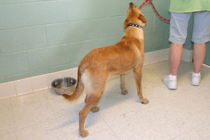 Picture of Aires