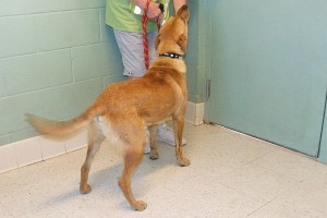 Picture of Aires