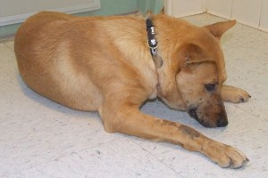 Picture of Aires