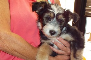 Picture of Amor