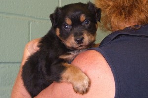 Picture of Archer