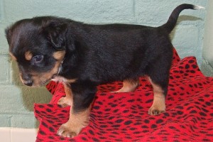 Picture of Archer