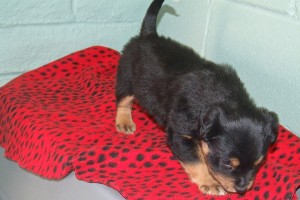 Picture of Archer