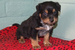 Picture of Archer