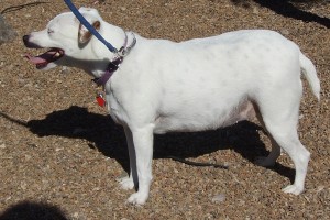 Picture of Bella