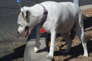 Picture of Bella
