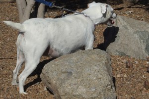 Picture of Bella