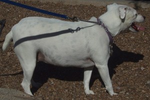 Picture of Bella