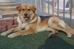 Picture of Murphy