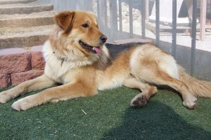 Picture of Murphy