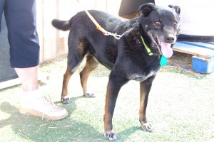 Picture of Chevy