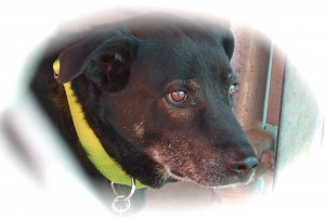 Picture of Chevy
