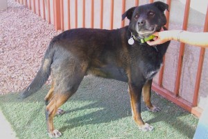 Picture of Chevy
