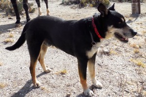 Picture of Dogg