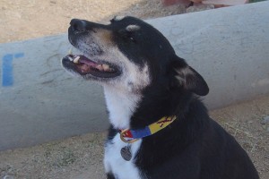 Picture of Dogg