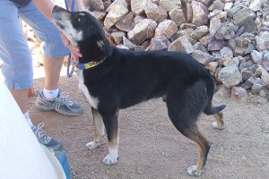 Picture of Dogg