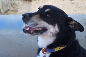 Picture of Dogg