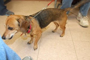 Picture of Duchess